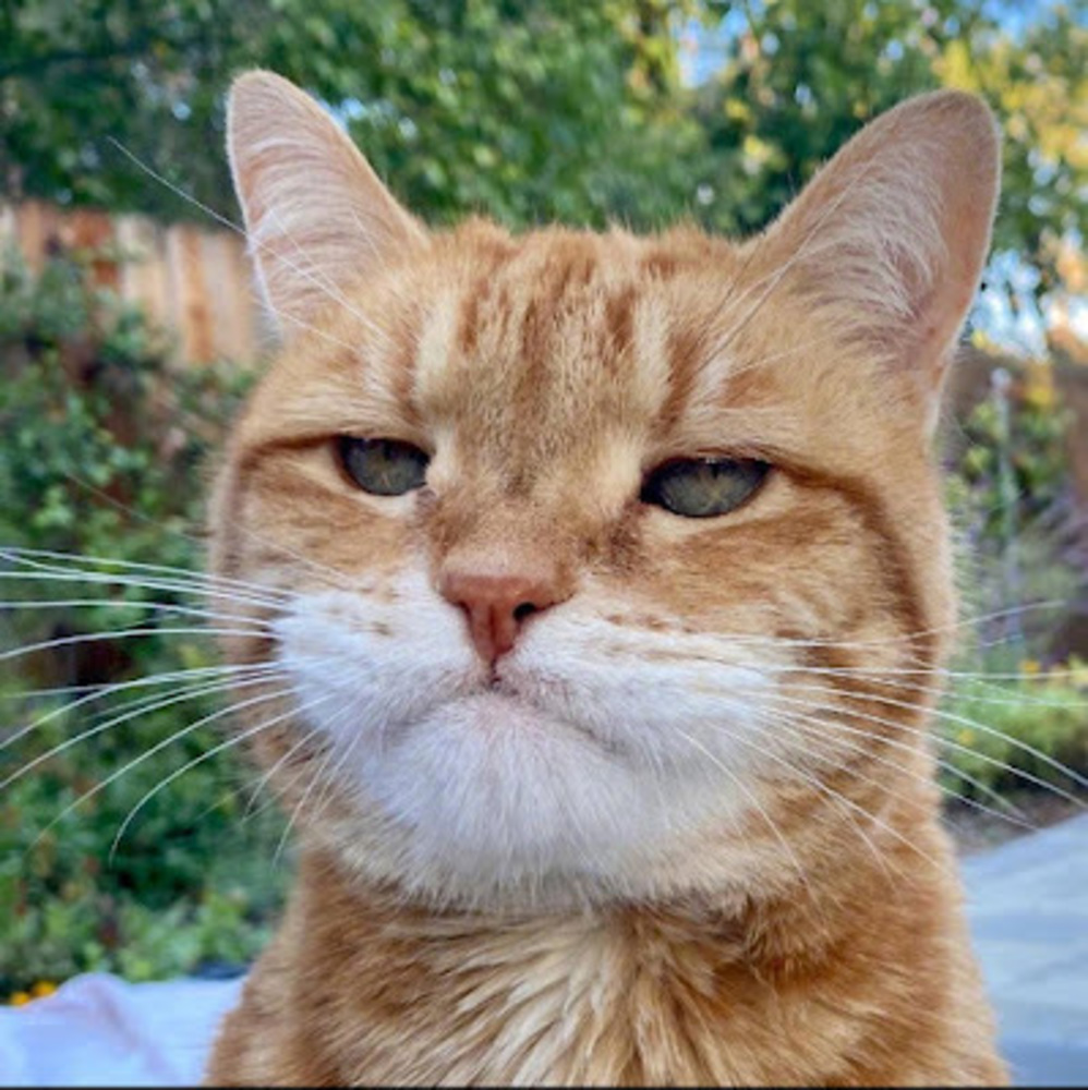 Meet your Posher, Nancy